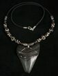 Megalodon Tooth Necklace - tooth #5571-1